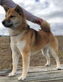 picture of dog