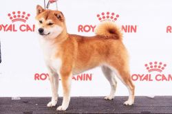 picture of dog