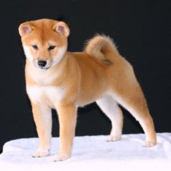 picture of dog