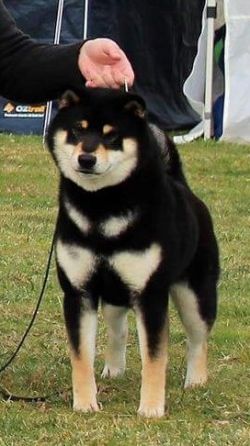picture of dog