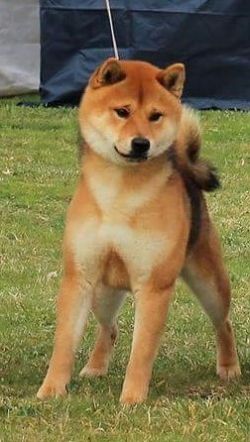 picture of dog