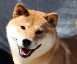 picture of dog