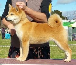 picture of dog