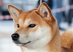 picture of dog
