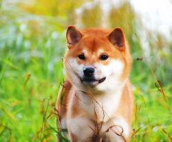 picture of dog