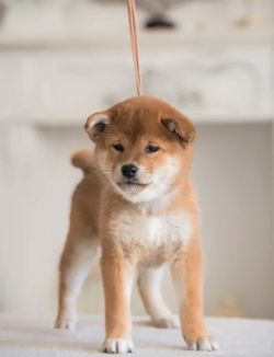 picture of dog