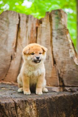 picture of dog