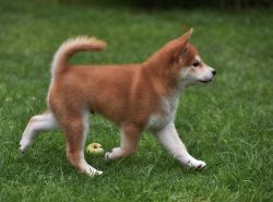 picture of dog