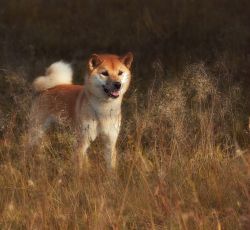 picture of dog