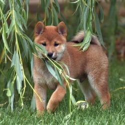 picture of dog
