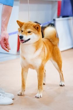 picture of dog