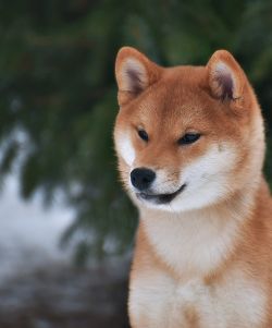 picture of dog