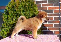 picture of dog