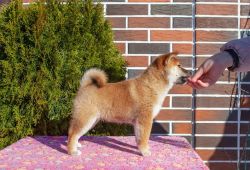 picture of dog