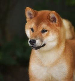 picture of dog