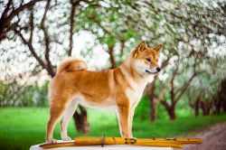 picture of dog