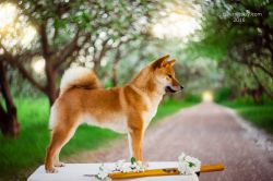 picture of dog