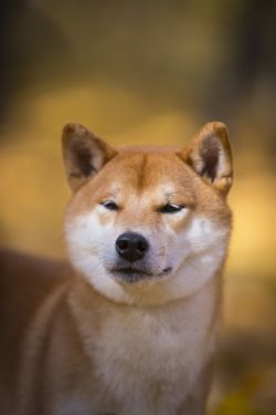picture of dog