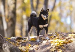 picture of dog