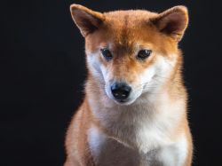 picture of dog