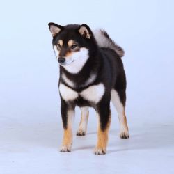 picture of dog