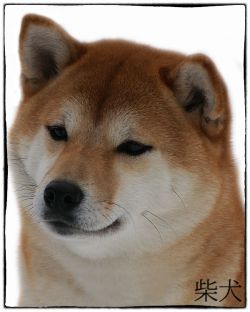 picture of dog