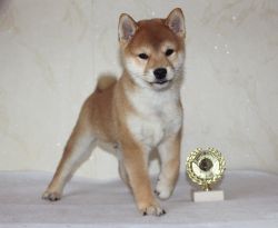 picture of dog