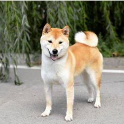 picture of dog