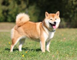 picture of dog