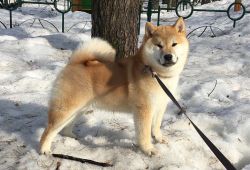 picture of dog