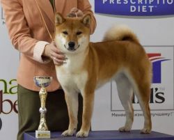 picture of dog