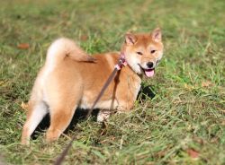 picture of dog