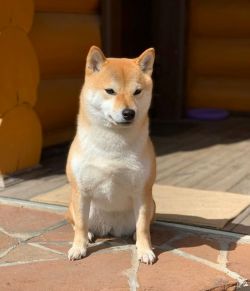 picture of dog