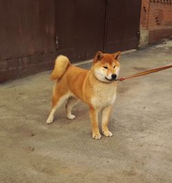 picture of dog