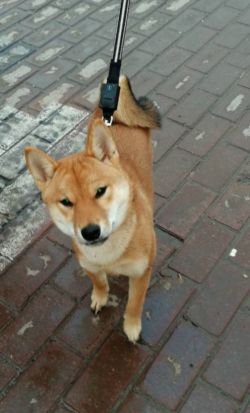 picture of dog