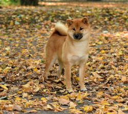 picture of dog