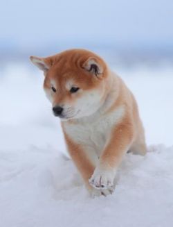 picture of dog