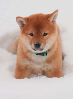 picture of dog