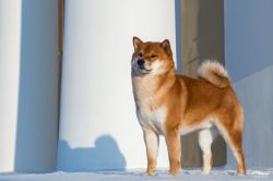 picture of dog