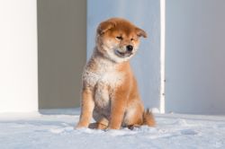 picture of dog