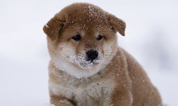 picture of dog