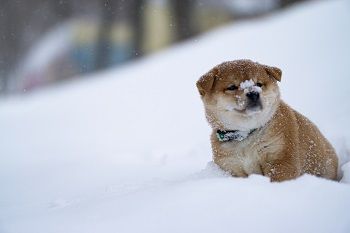 picture of dog