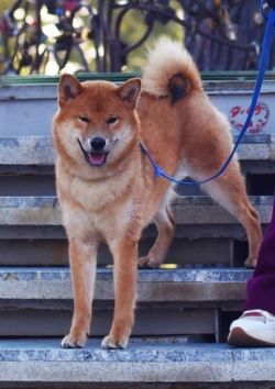 picture of dog