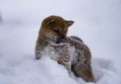 picture of dog