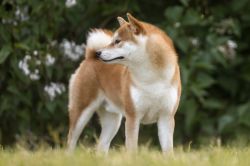 picture of dog