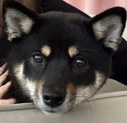 picture of dog