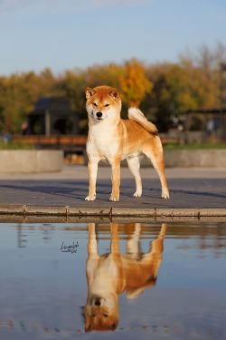 picture of dog