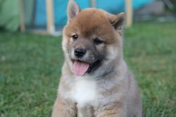 picture of dog
