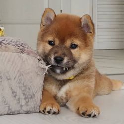 picture of dog