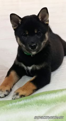 picture of dog
